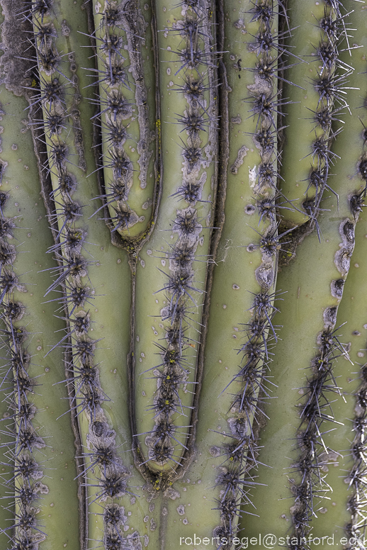 arizona garden